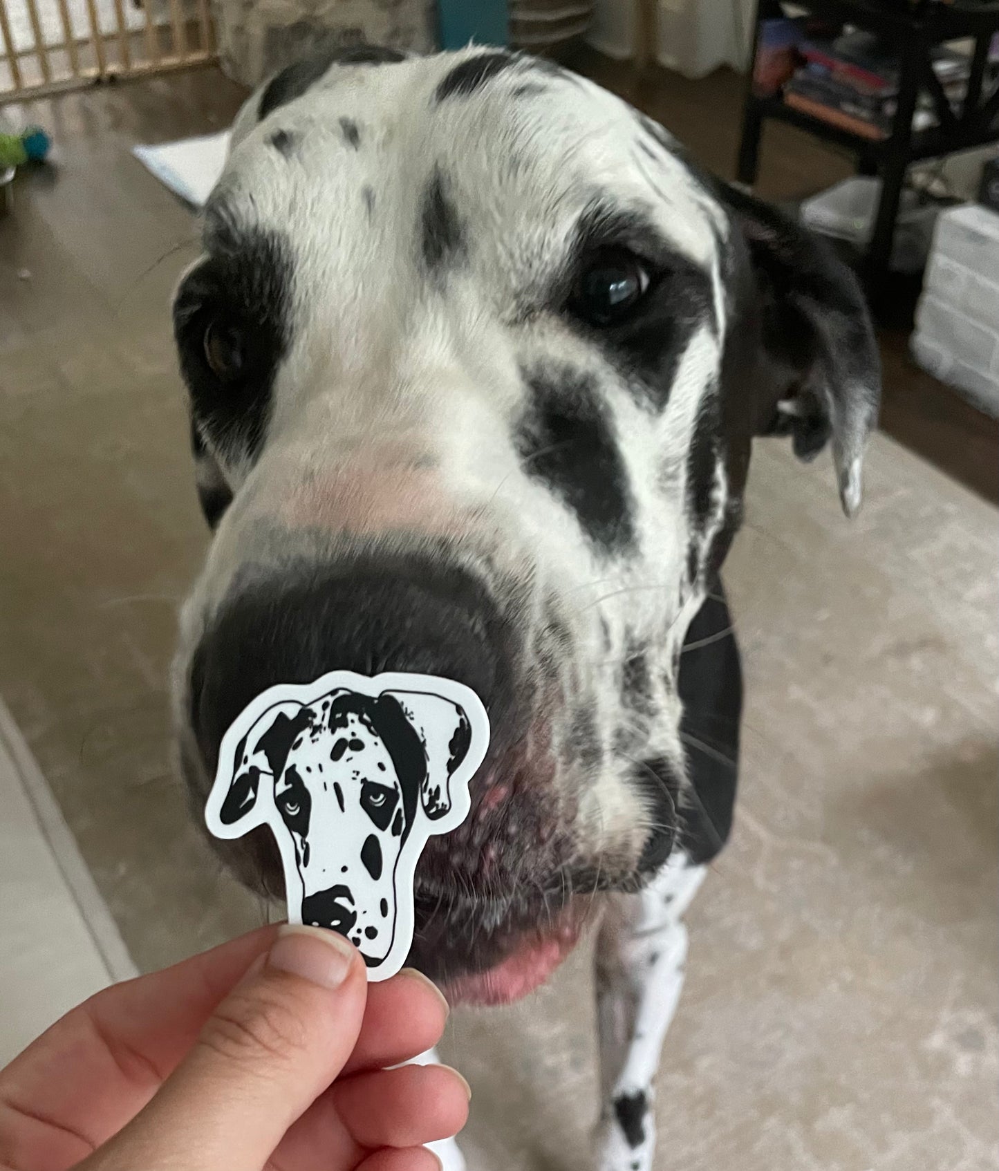 Anxious Great Dane Club Sticker Pack