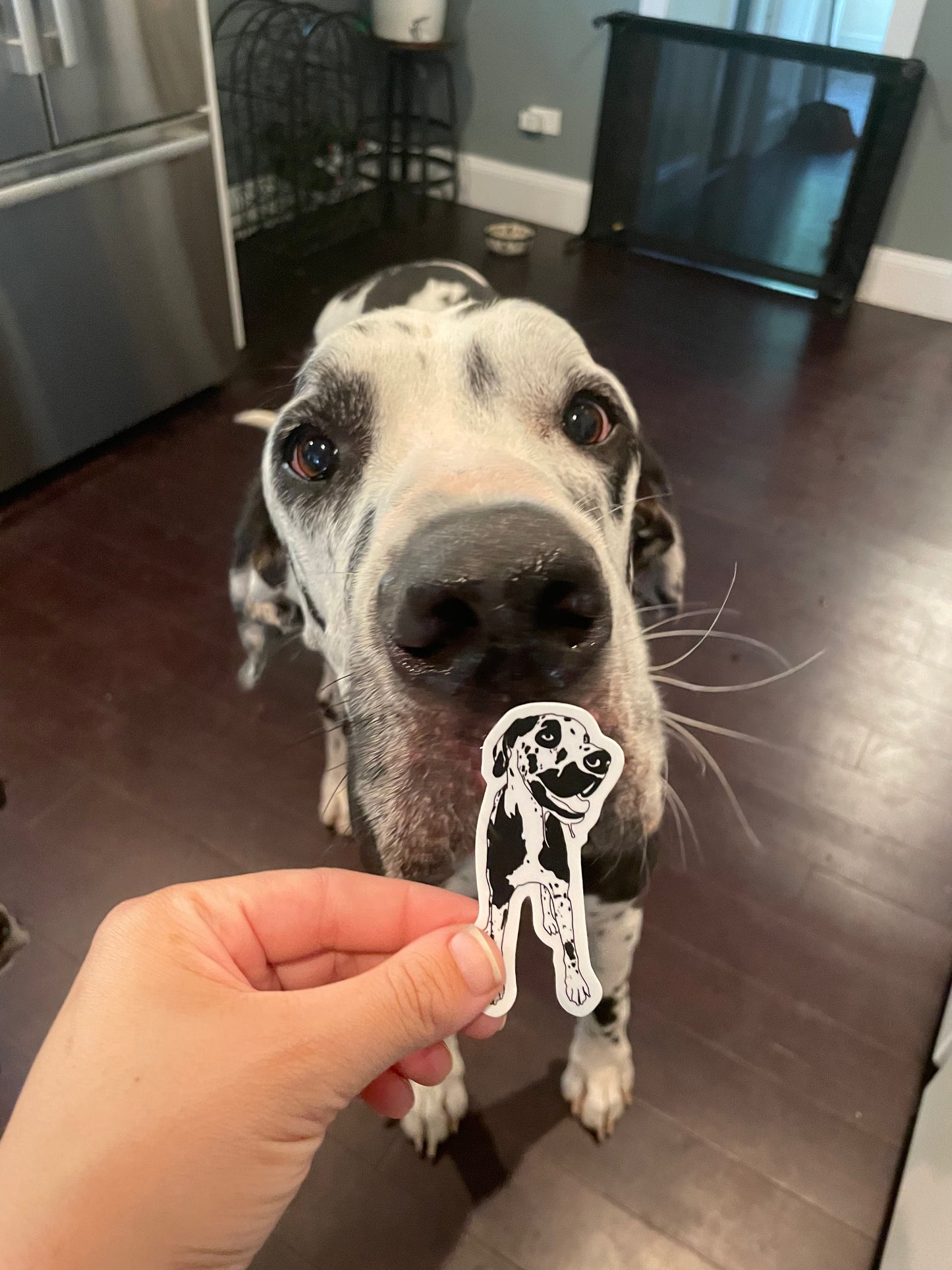 Anxious Great Dane Club Sticker Pack